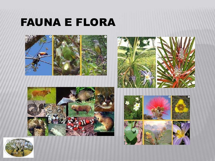 Fauna e flora do nosso cerrado
